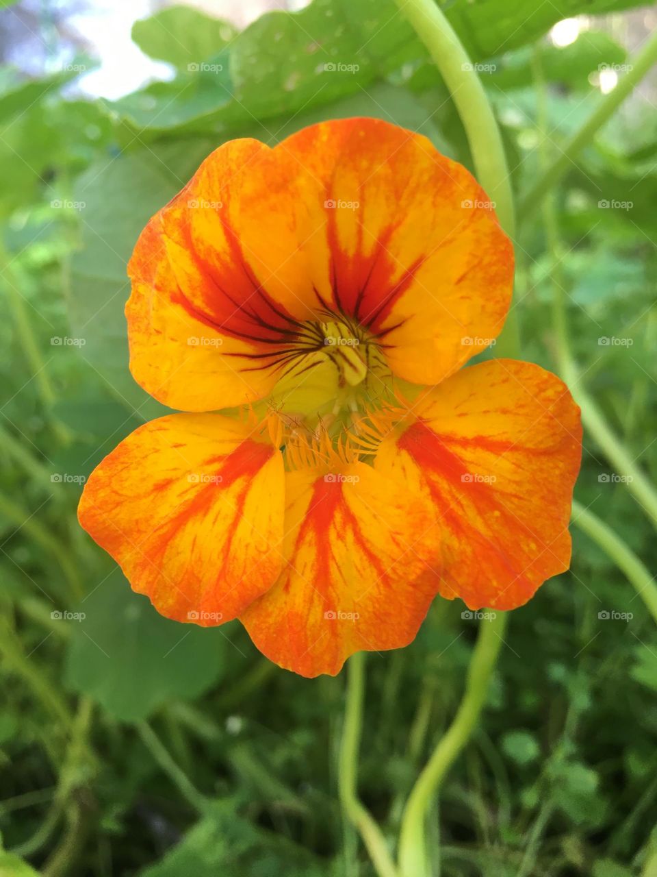 nasturtium flower closeup