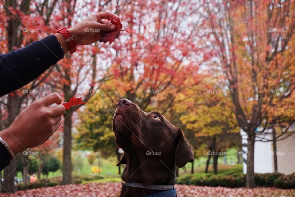 Autumn#leaves#season#colors#nature#dog