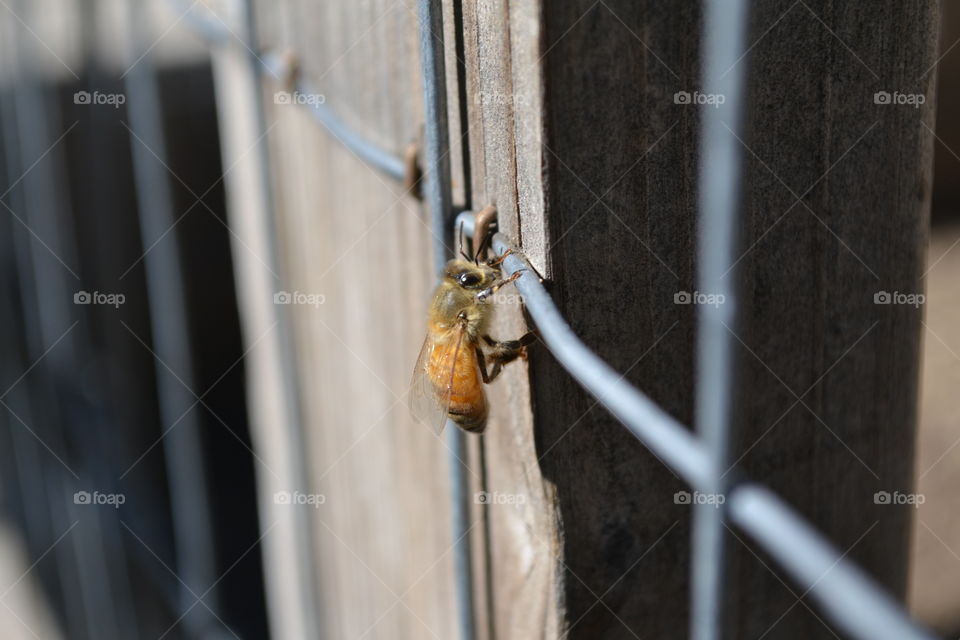 Honeybee sunning on the fence.