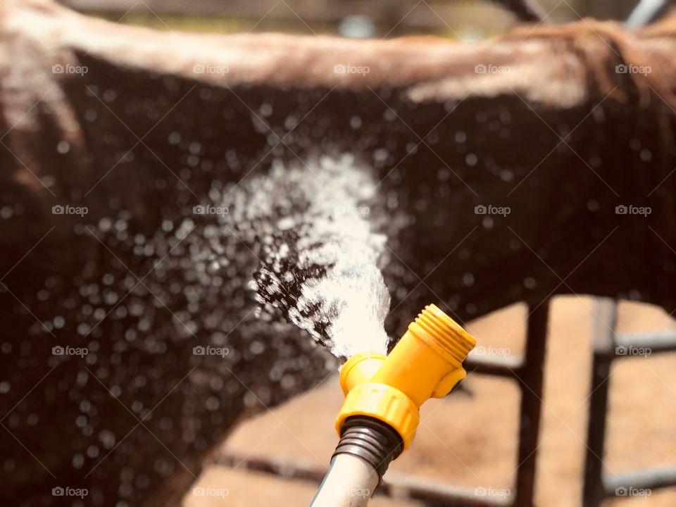 Cooling down our old chestnut mare Stormy from the heat of the sun in the South Georgia woods.