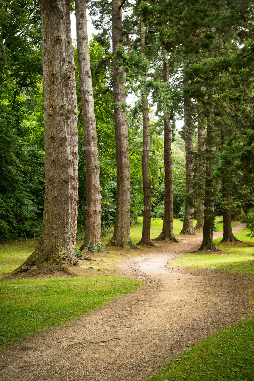 Leading pathway draws the viewer, an example of goos photo composition for leading lines and symmetrical trees. Beautiful tree lined pathway and green grass