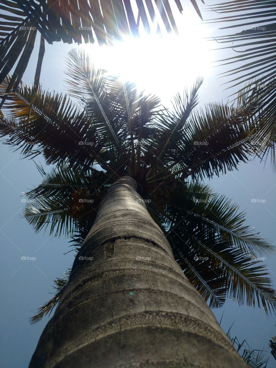 Hight of Coconut Tree.