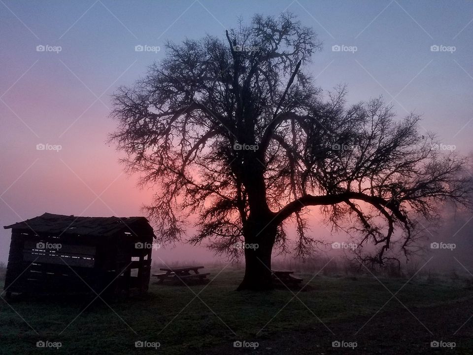 Oak tree sunrise