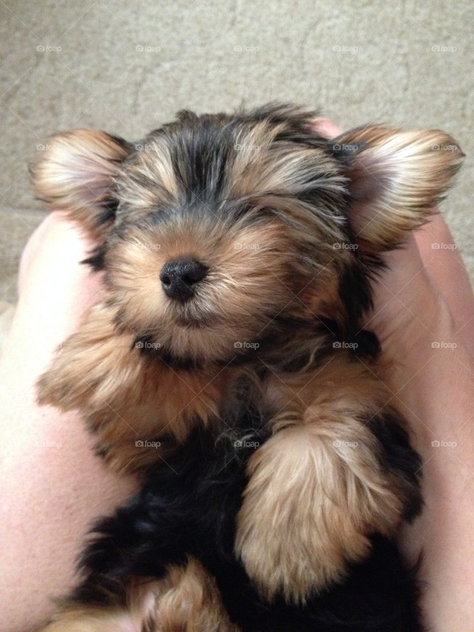 Close-up of hand with puppy