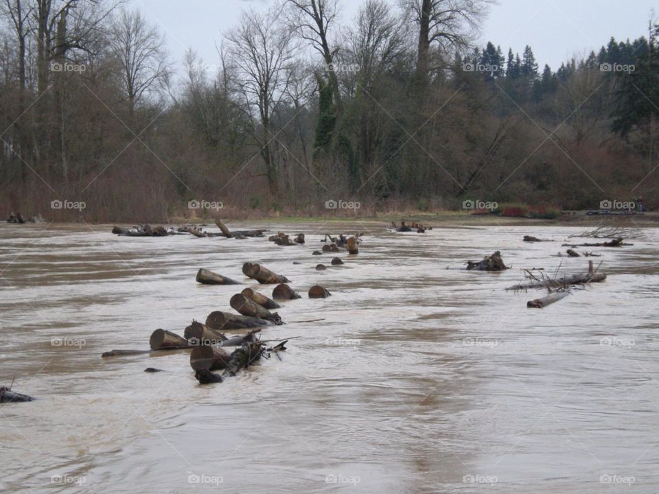 Flooding river full of downed trees