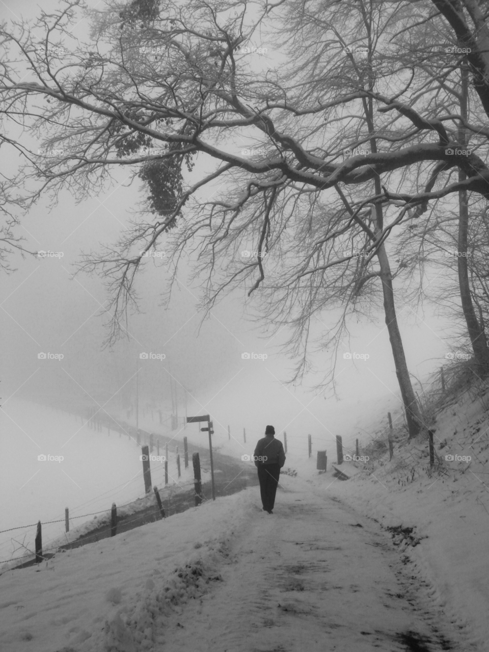 winter gray grey tree by Bea