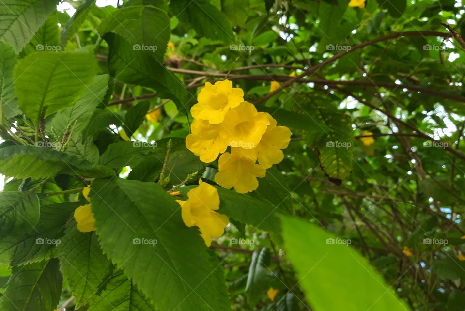 Beautiful yellow Flowers #Foap #Original_Content