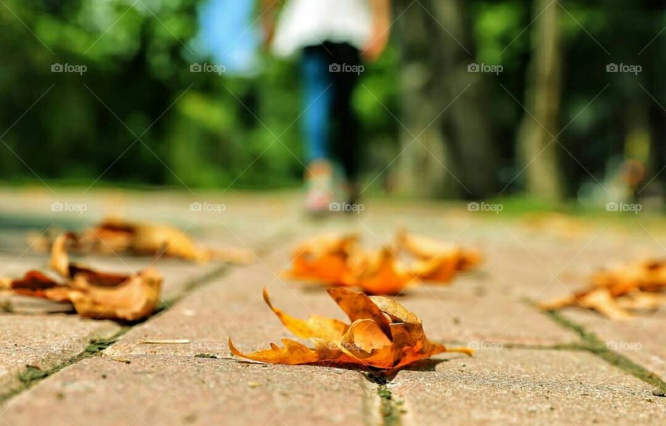 falling leavs its time to change the wither