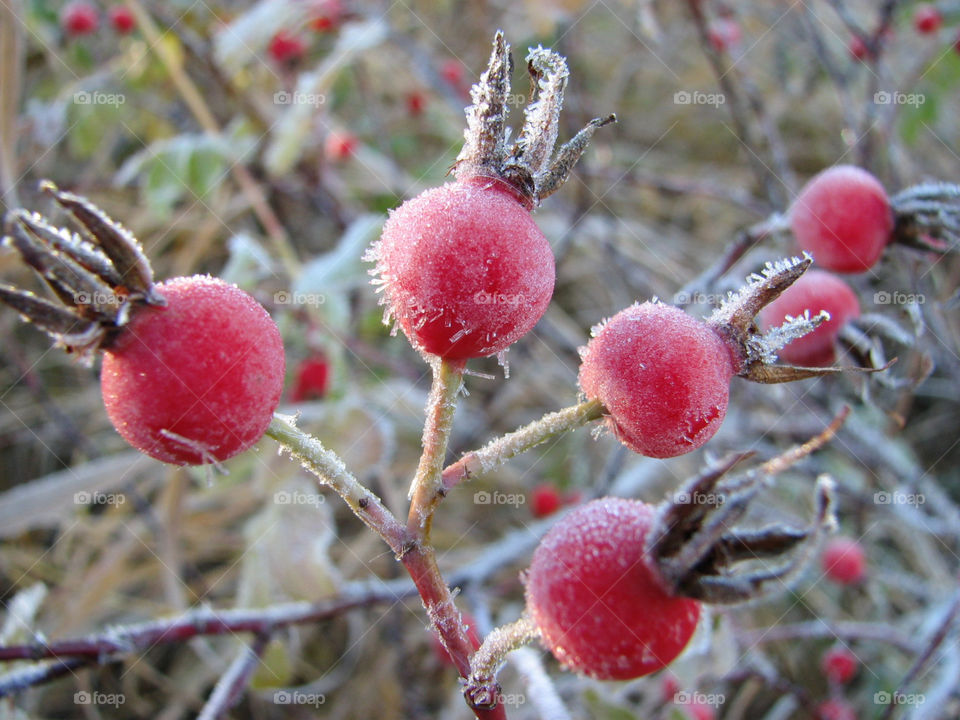 Frosty berries 