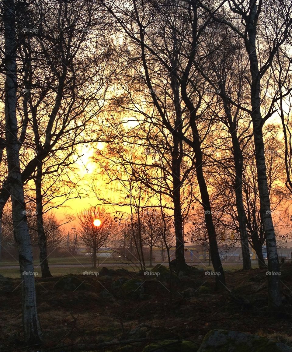 Trees i sunrise