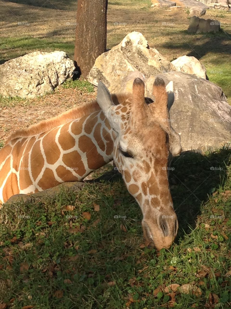 Giraffe
Busch Gardens
