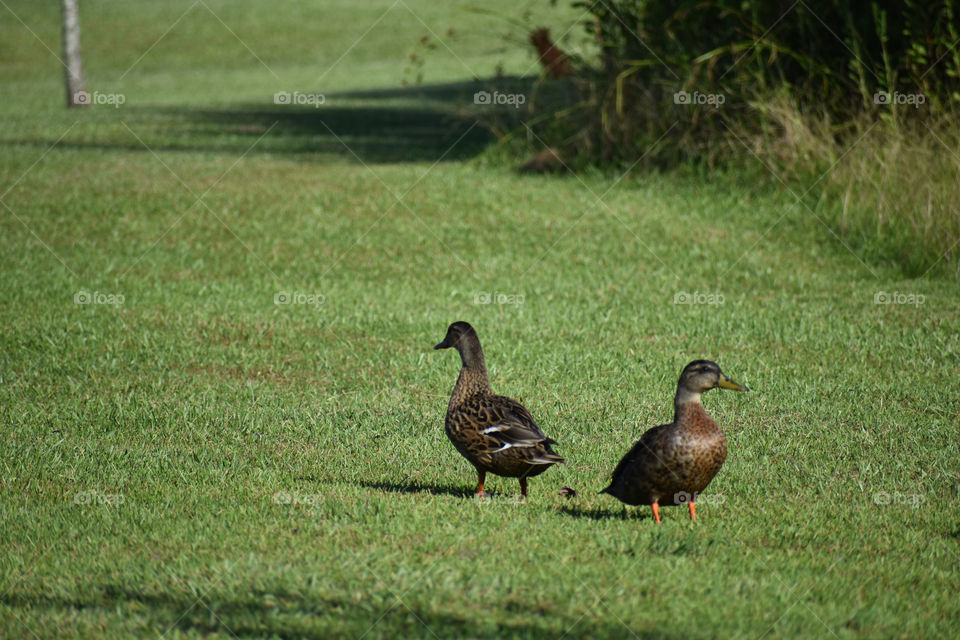 two brown ducks on grassy field