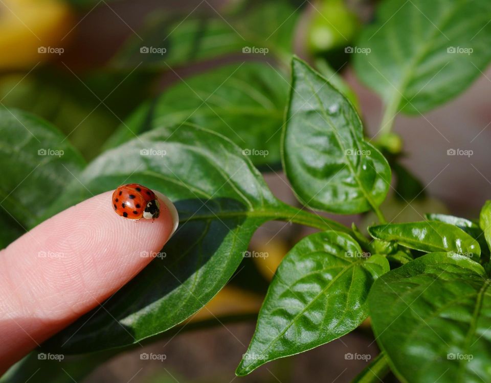 ladybug  in the finger 🐞 and green leaves spring nature