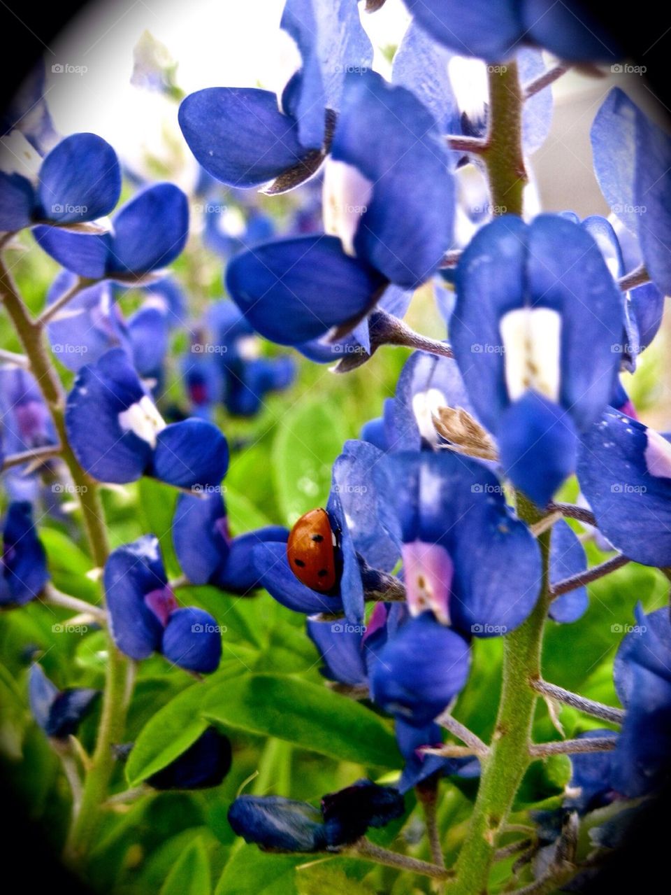 Bluebonnets and ladybug