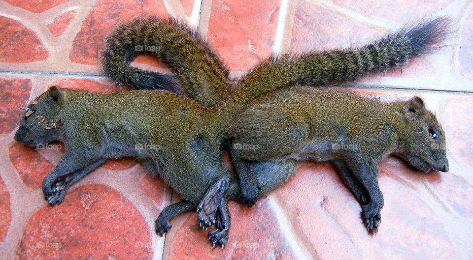 We will be revived dear