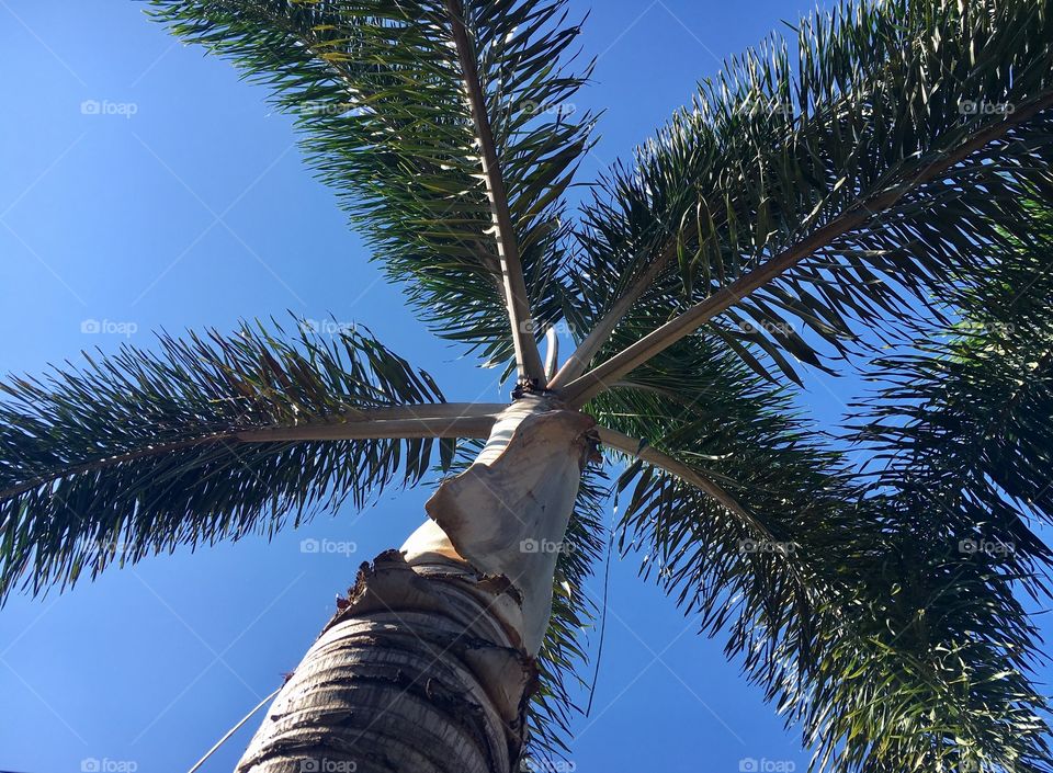 Palm tree 🌴 