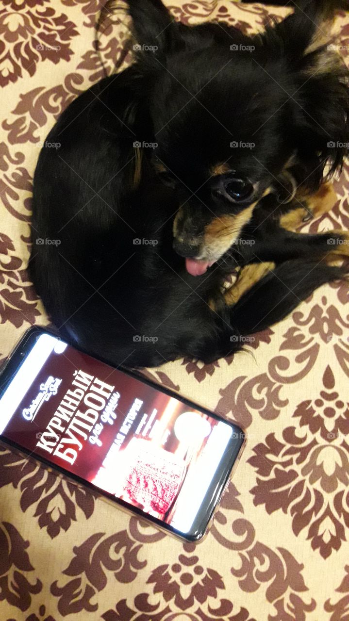 dog and smartphone