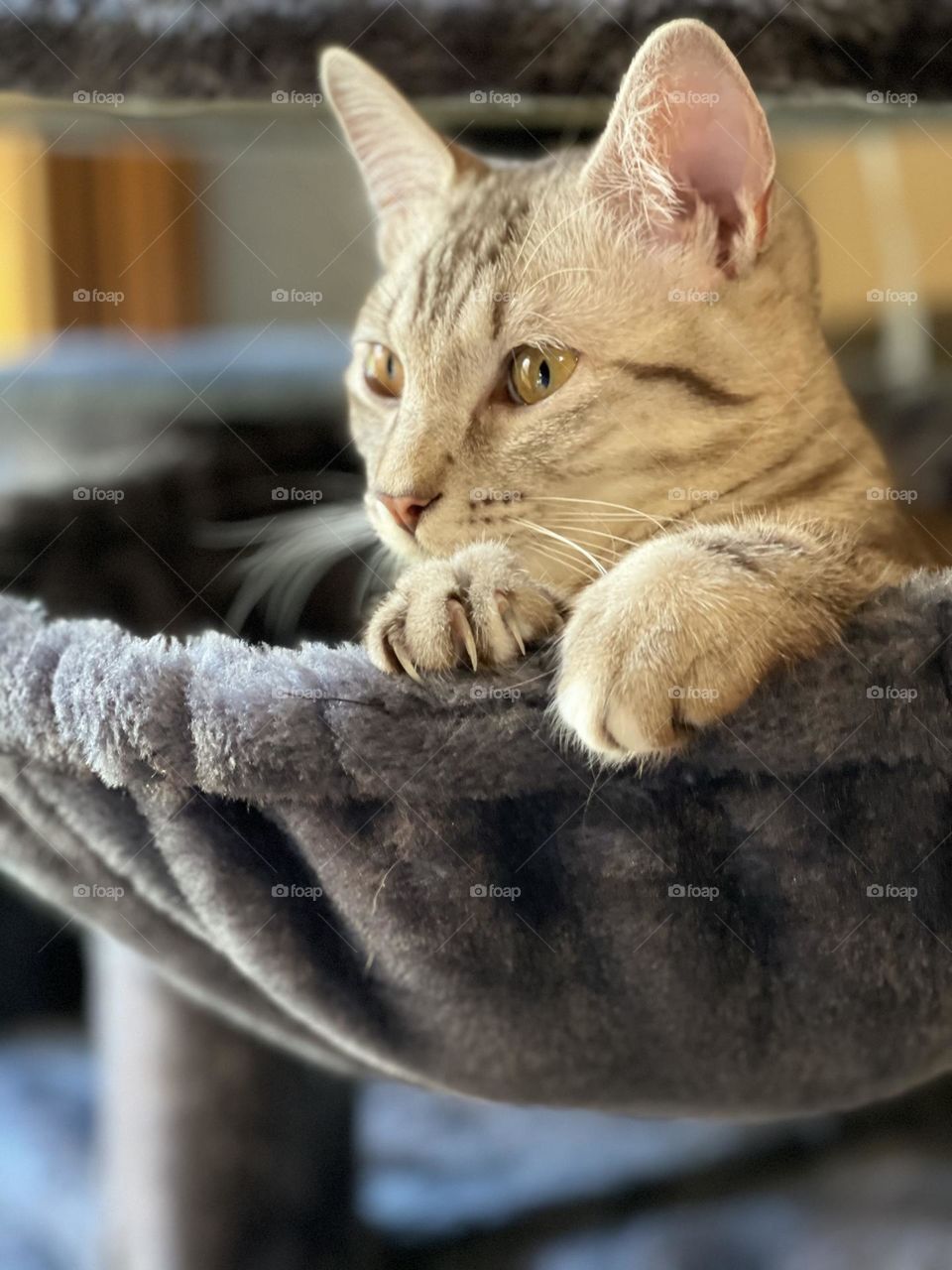 Miss murder mittens in her basket!