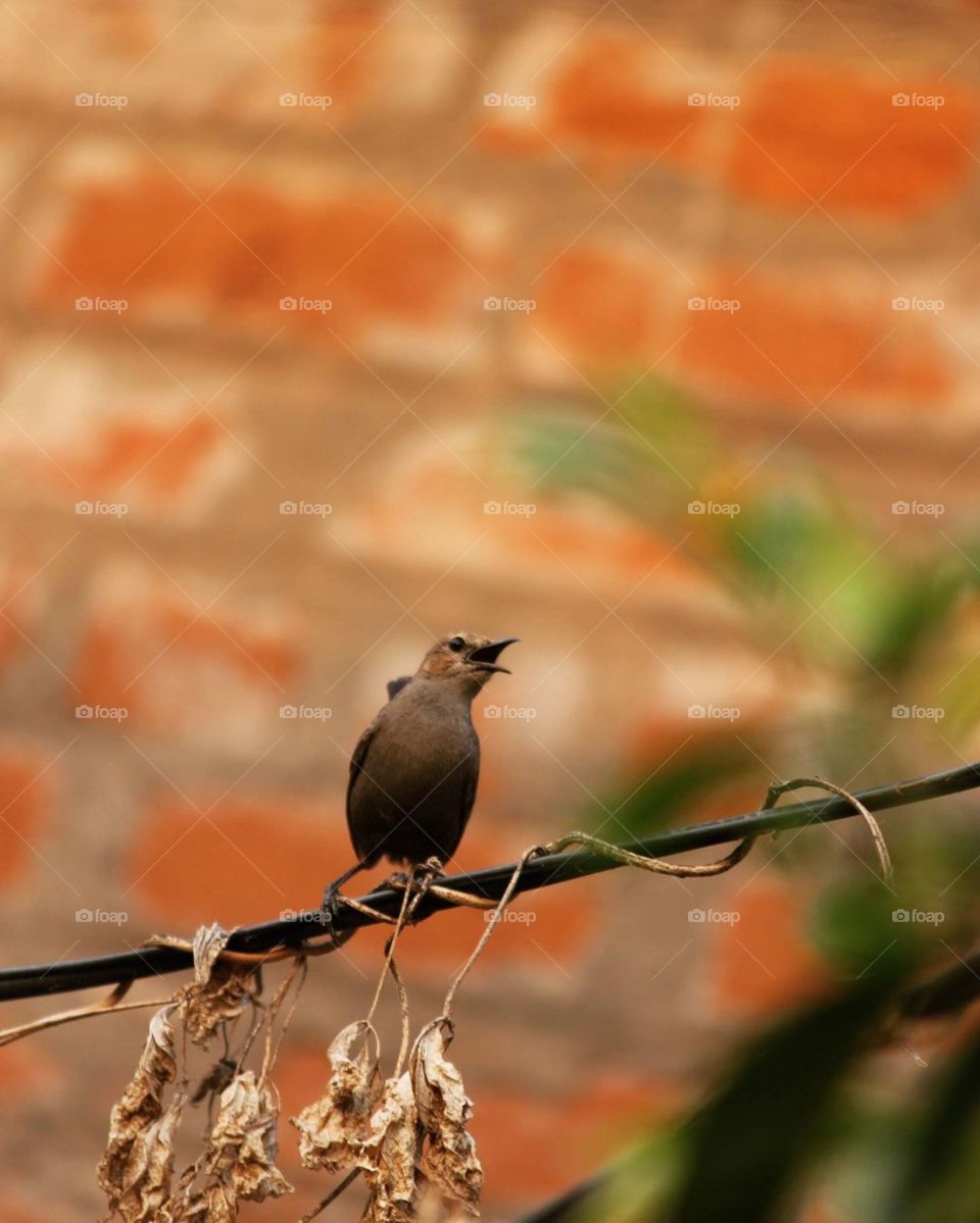 Wherever there are birds, there is hope