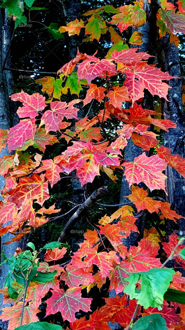 Red maple autumn leaves