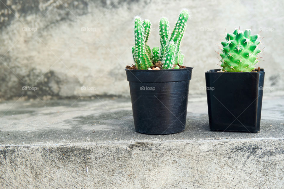 Cactus in pot on floor background with copy space 