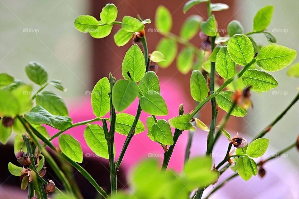 the delicate green of the first leaves