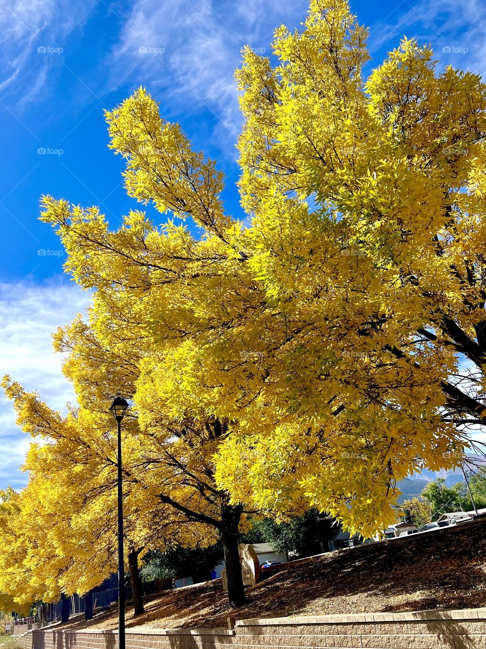 Beautiful yellow leaves of fall in Colorado. 