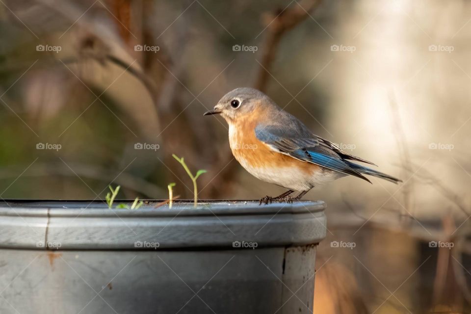 A female bluebird inspects the nursery pot for insects. 