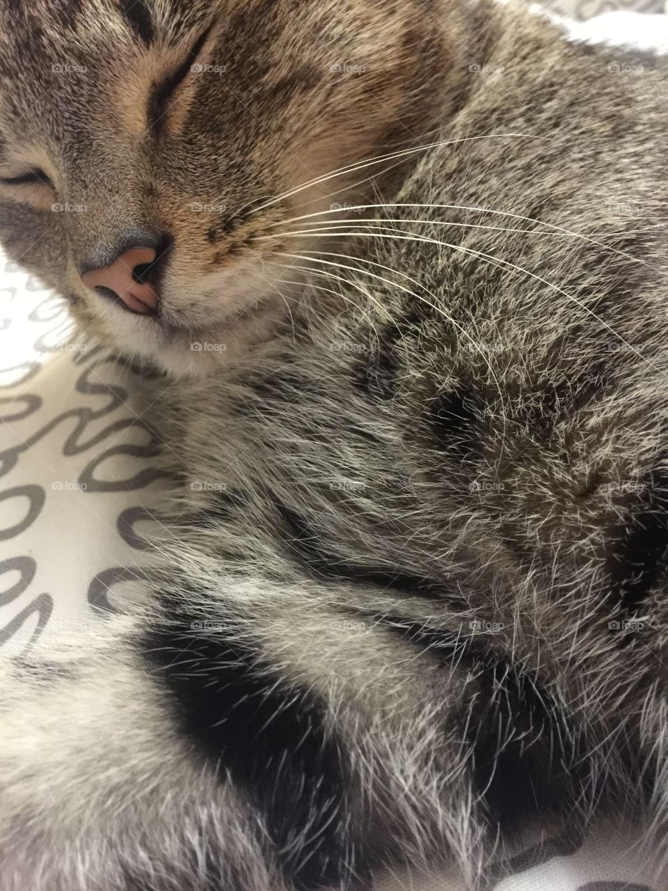 Sleeping cat. My cat sleeping 