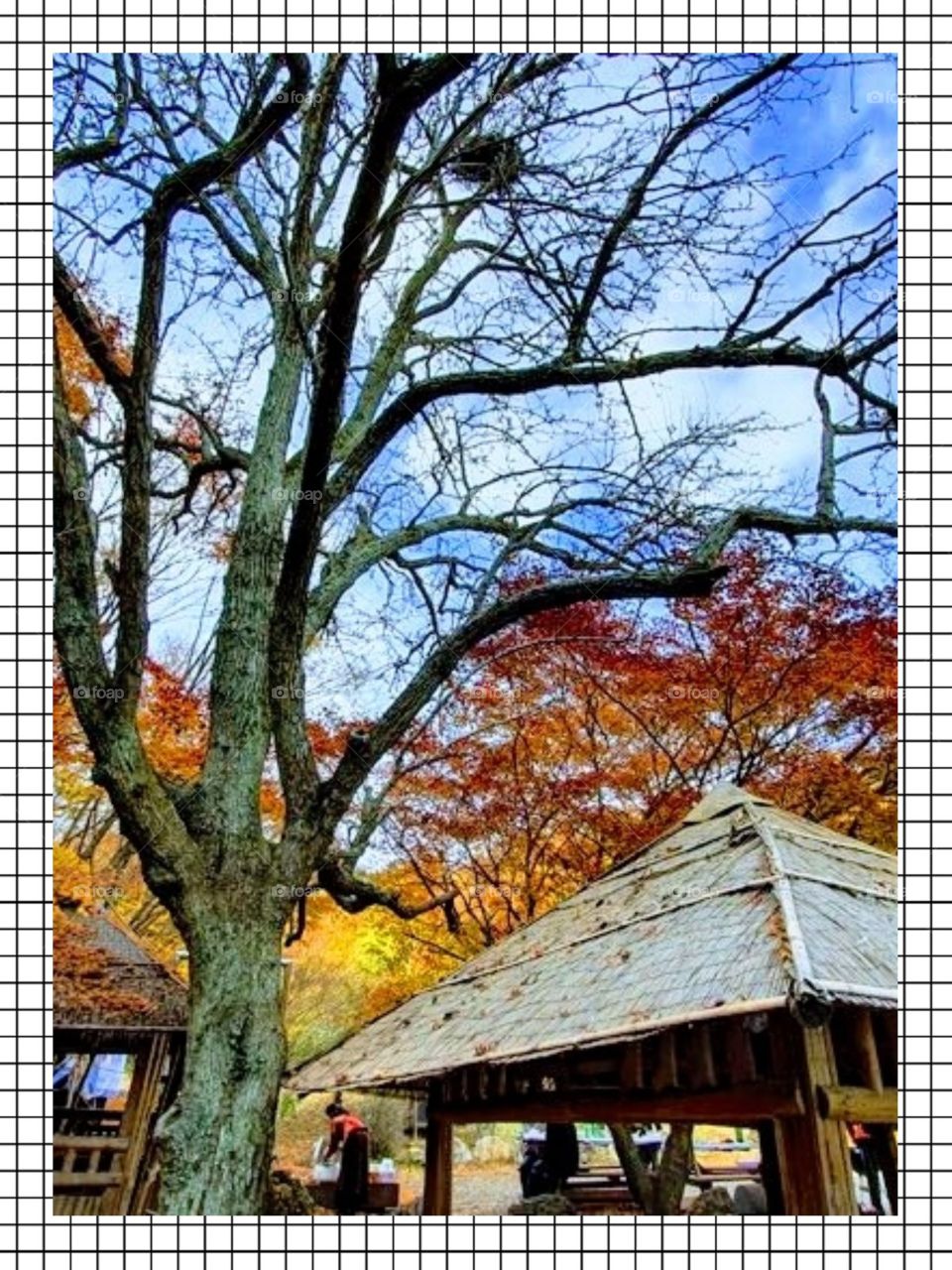 The Beauty Of South Korea Autumn.
The Beautiful scenery with a Bird nest on the tree branch.
A colorful leaves in every trees.
A little niCe Hut below the Big Trees And The blue skies above makes the Nature looks like a magic.