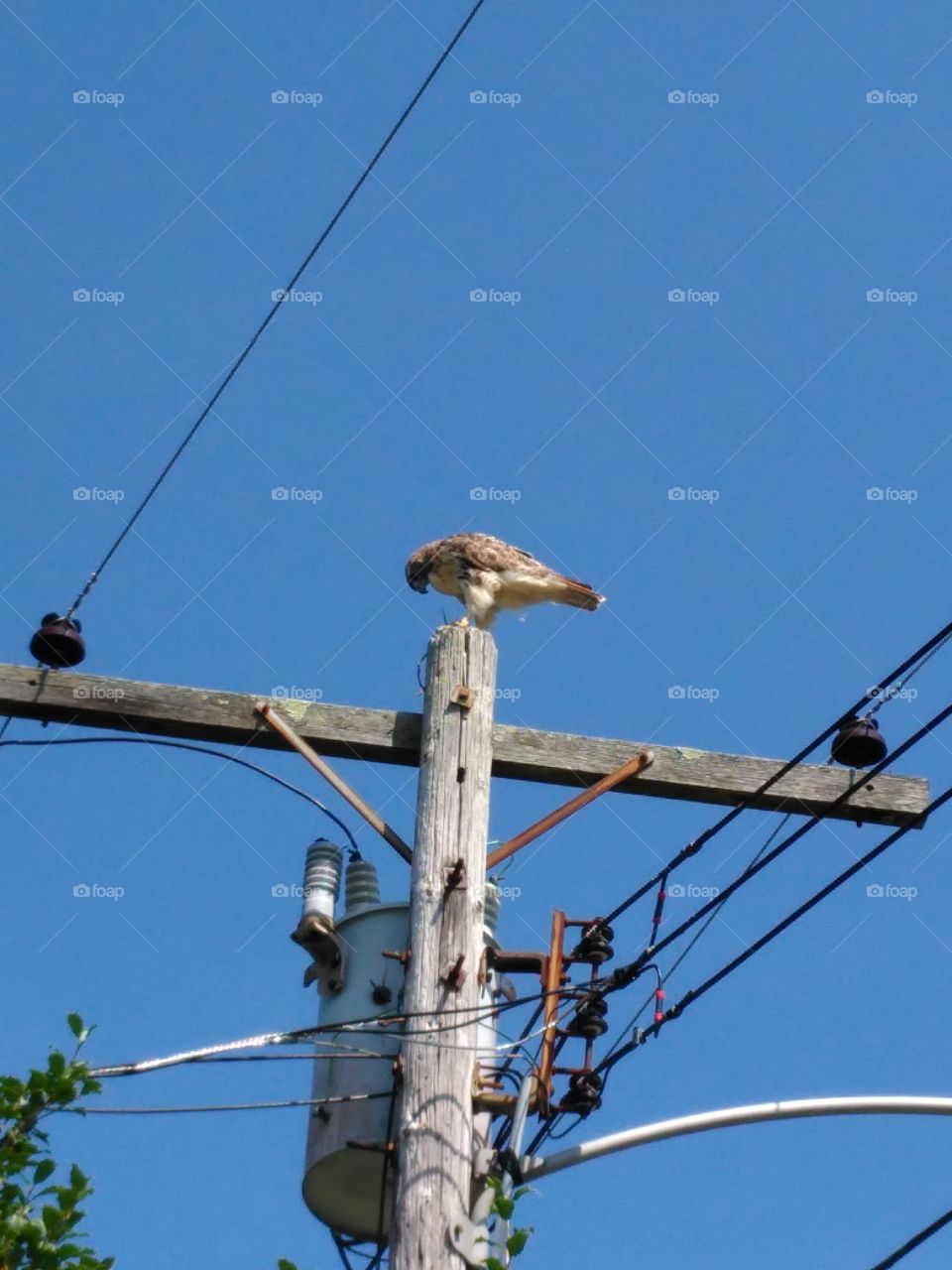 Red tail hawk dinner time
