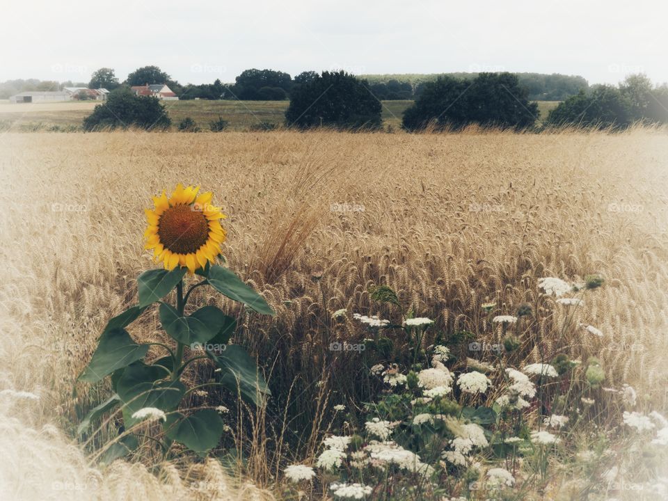 sunflower in field