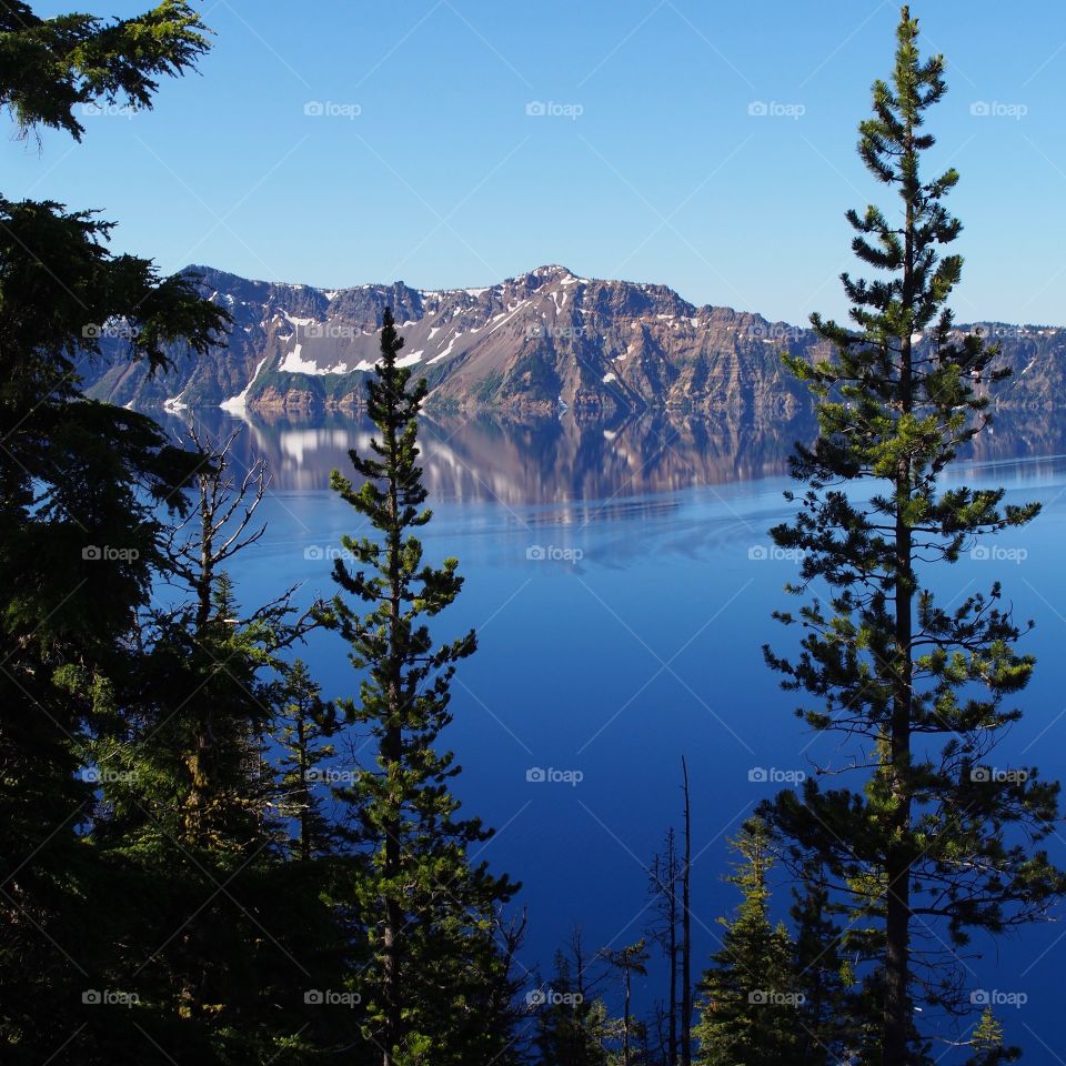 The jagged steep rim reflecting in the rich blue waters of Crater Lake in Southern Oregon seen through beautiful towering trees on a summer morning. 