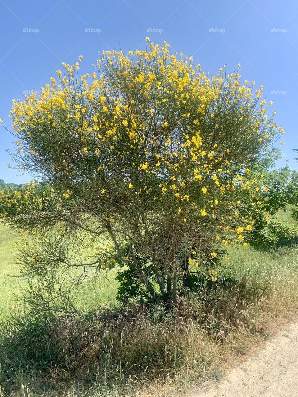 Solitary broom shrub on a sheep track in Val d'Orcia, Tuscany