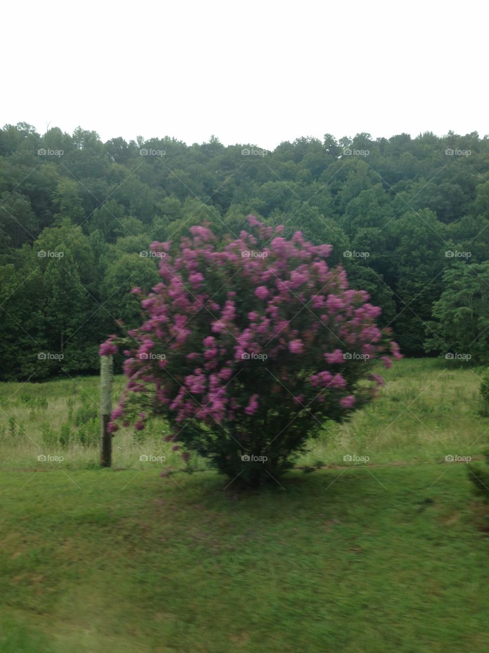 Crepe myrtle 