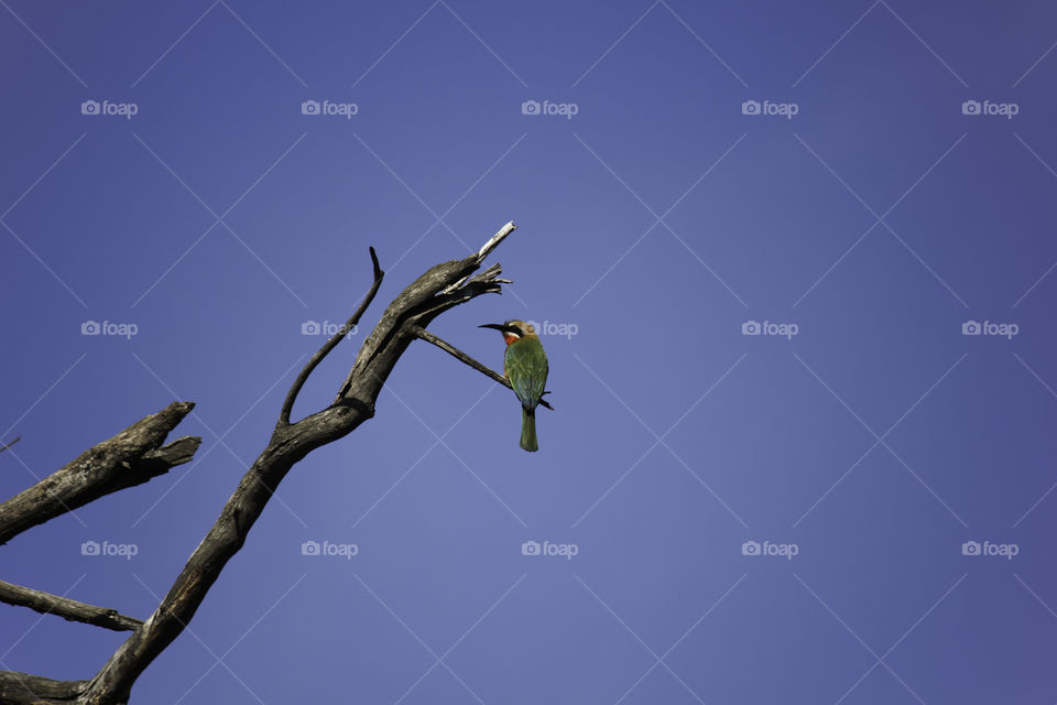 Back View Of White-fronted Bee-eater (merops bullockoides) On Branch, Limpopo, South Africa