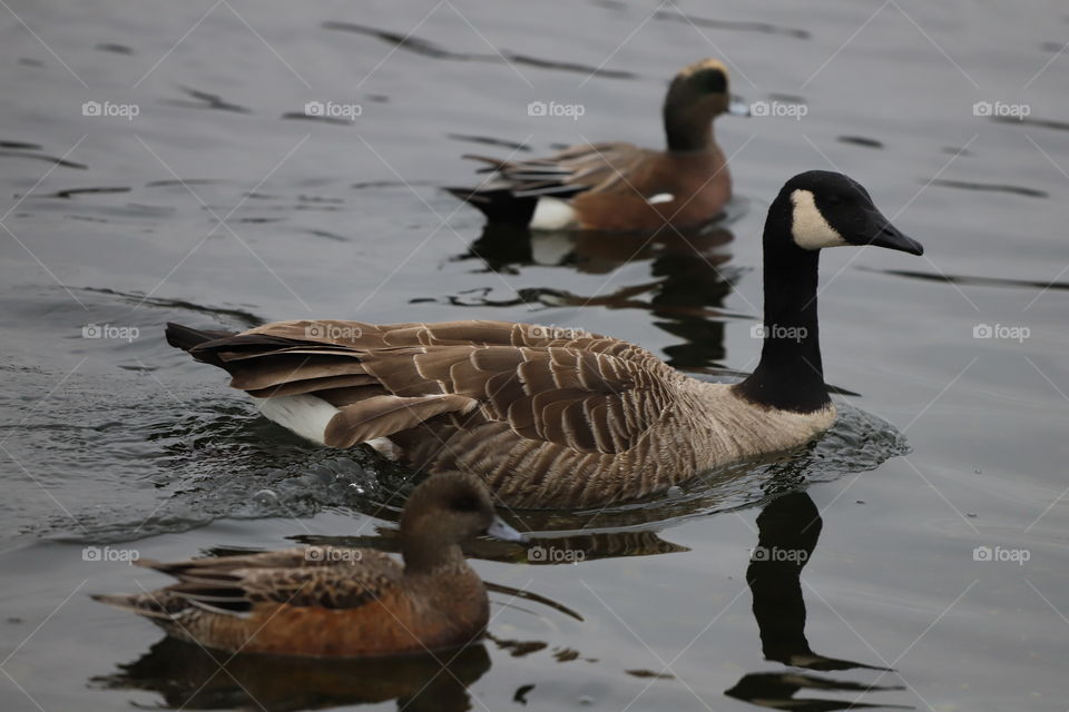 Goose and ducks swimming together 