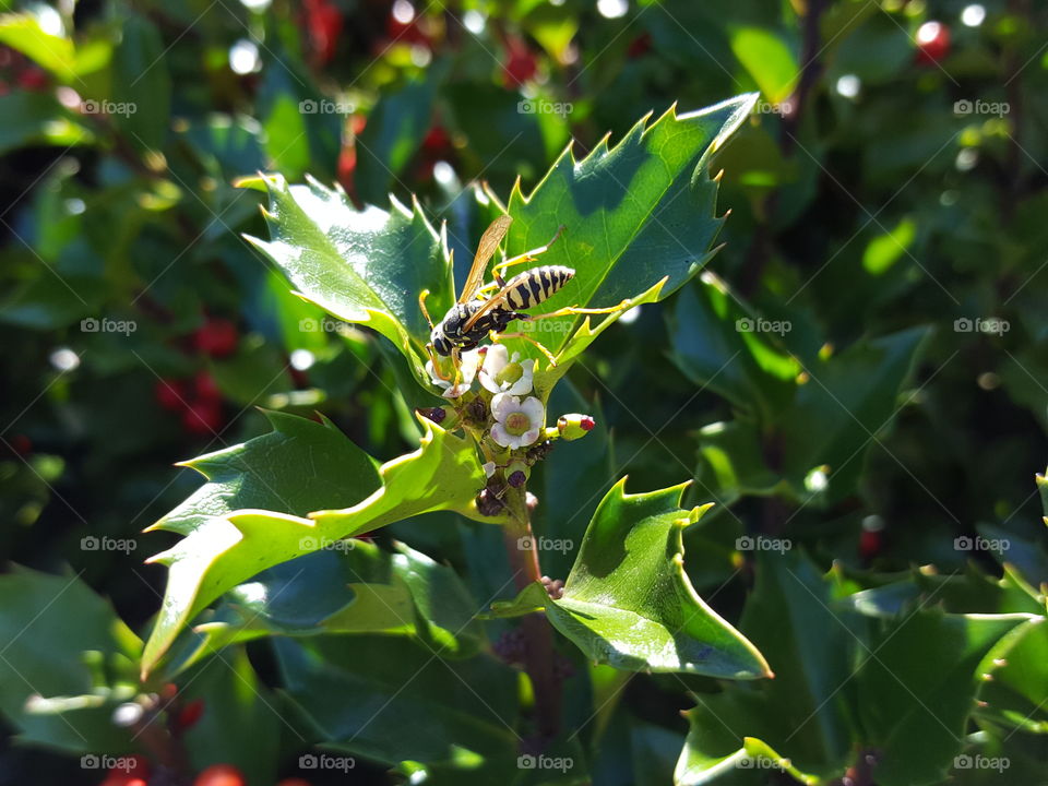 bee on hollie