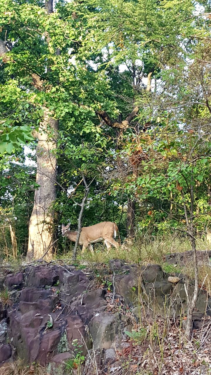 Garrett Mountain Reservation