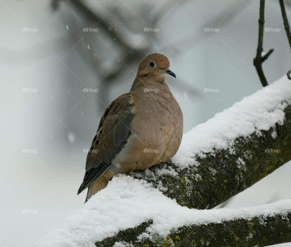 Mourning dove on a branch