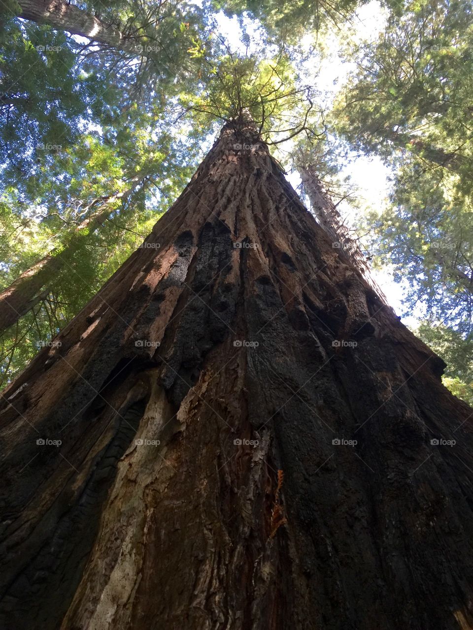 Giant redwood, Avenue of the Giants, California