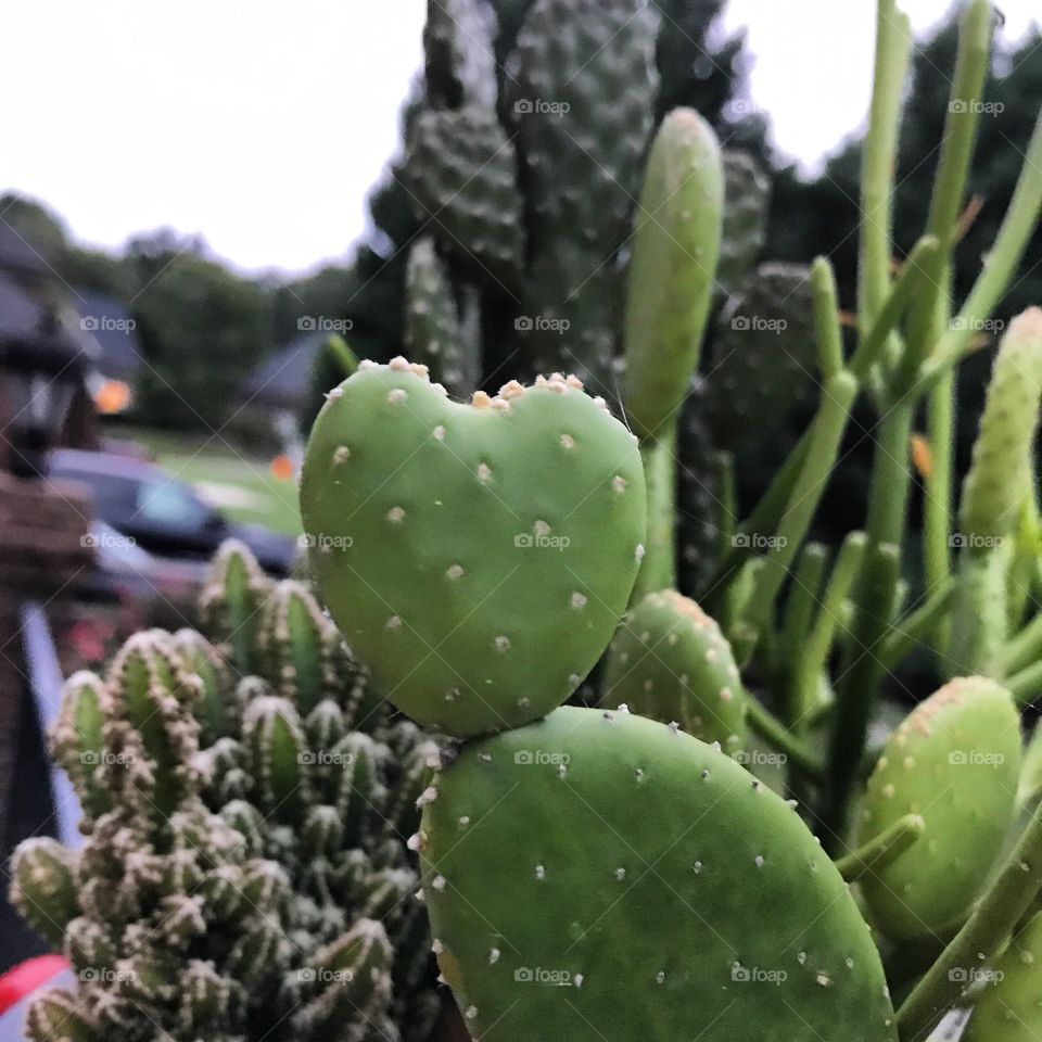 Cactus hearts 