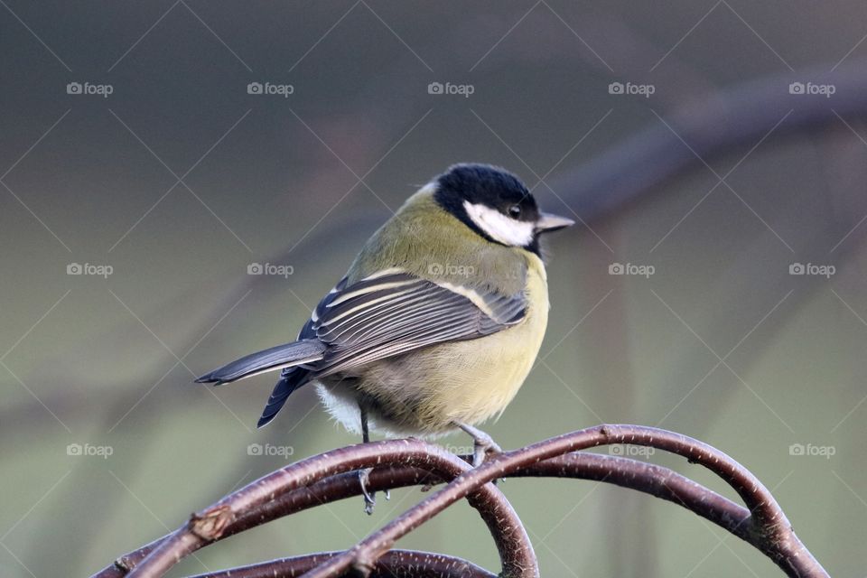 Great Tit