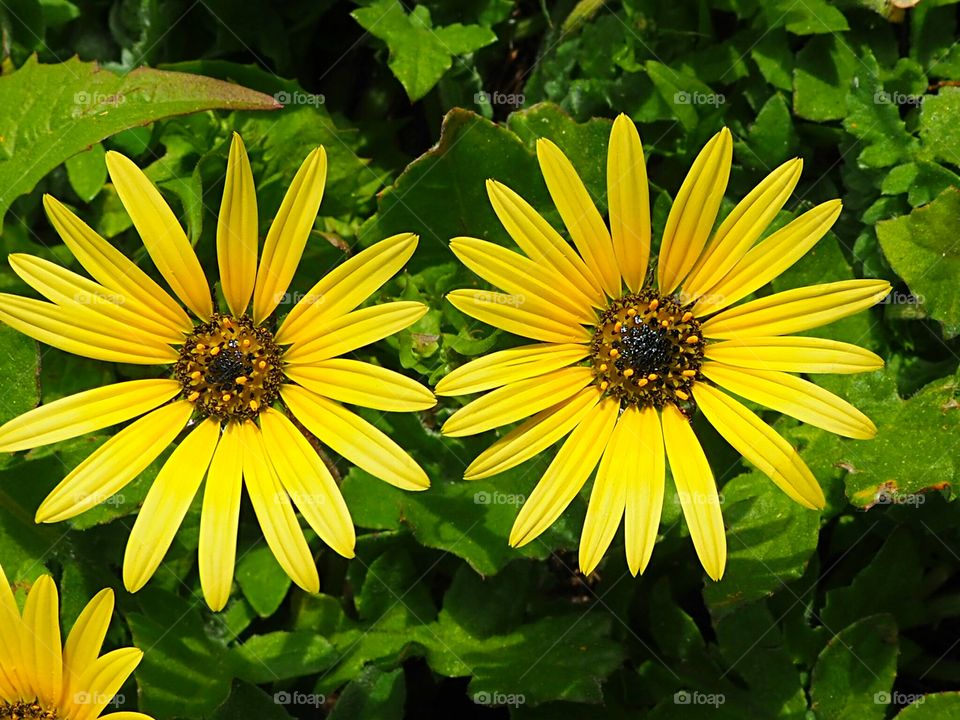 Yellow flowers