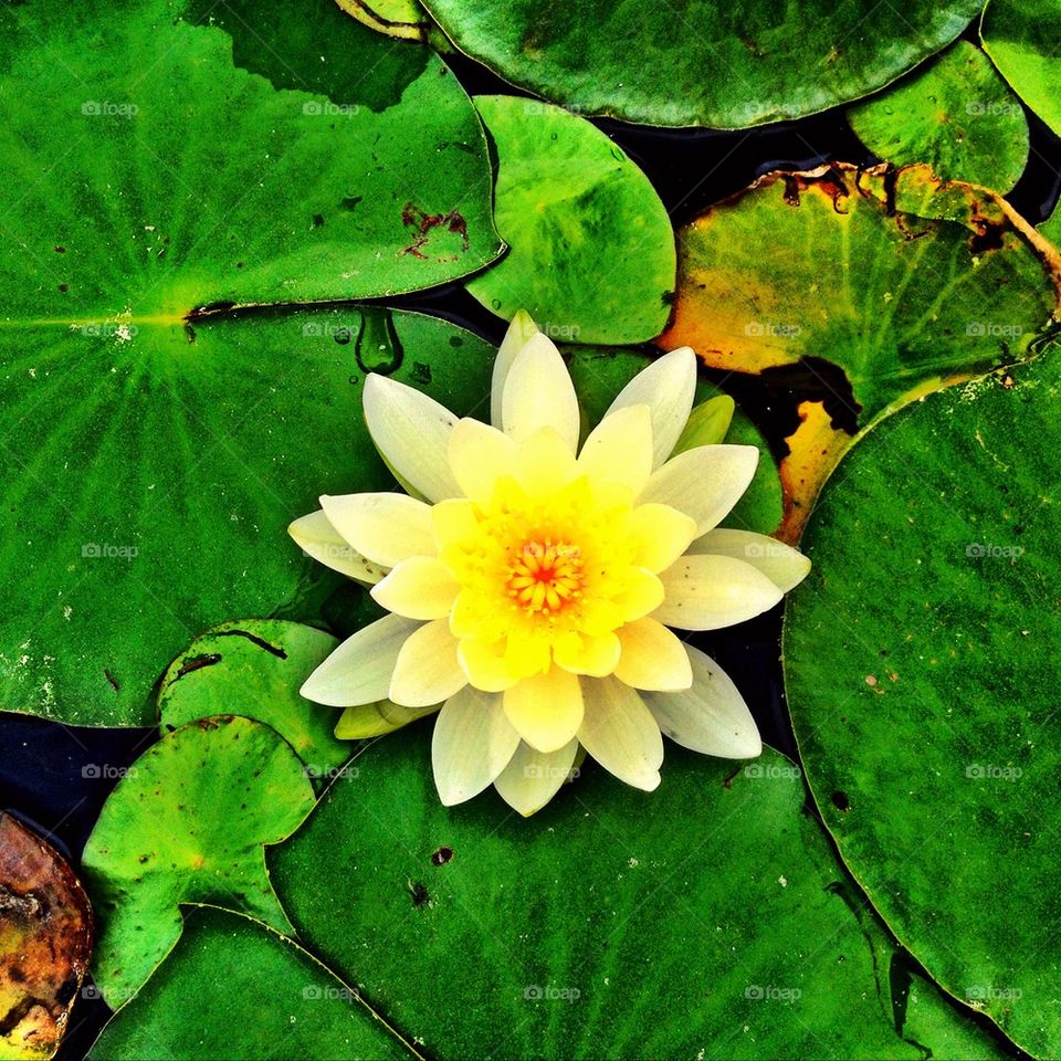 Water flower 