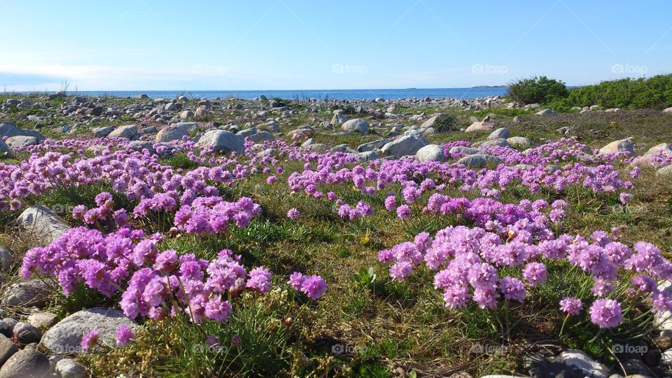 spring flowers in Bohuslän Sweden . spring flowers in Bohuslän Sweden 