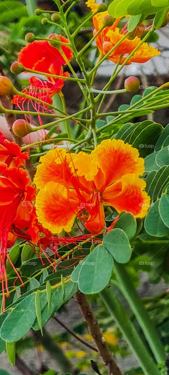Flowers of the Flamboyanzinho tree, also known as Peacock flower, flamboyant-mirim, cockroach beard or cockroach wing. Its flowers are red, orange or yellow.