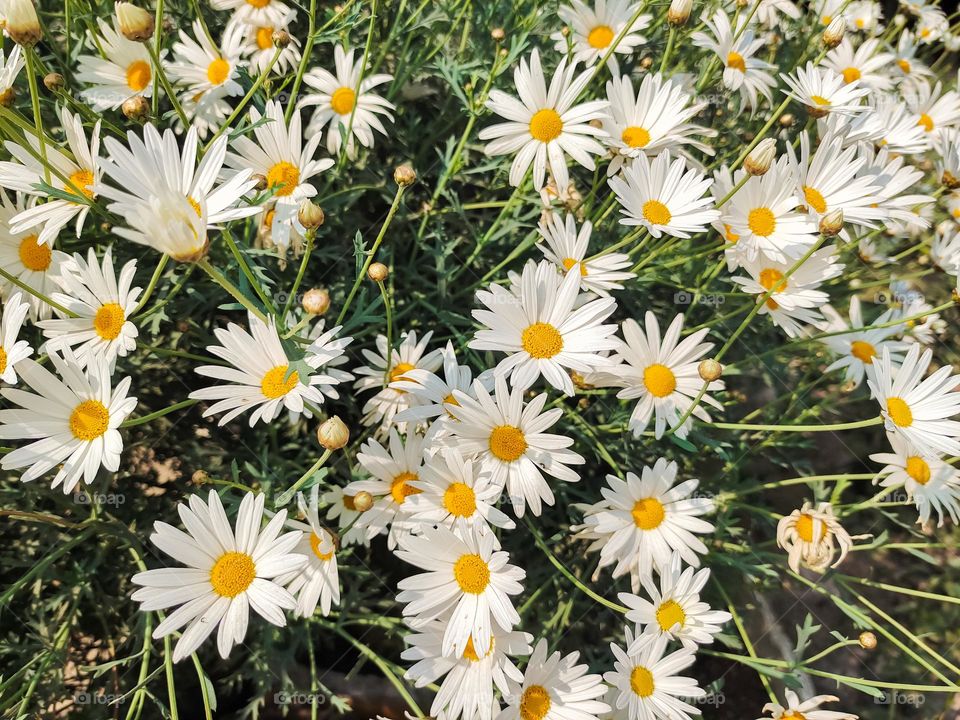 flowering plant of oxeye daisy in bloom