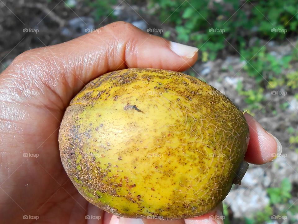 June Plum In Hand