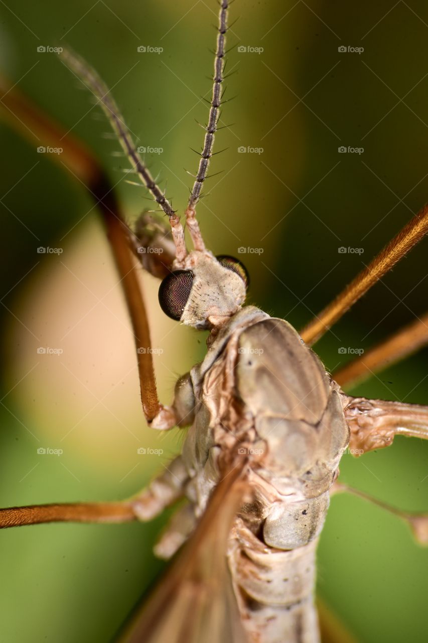Close up insect